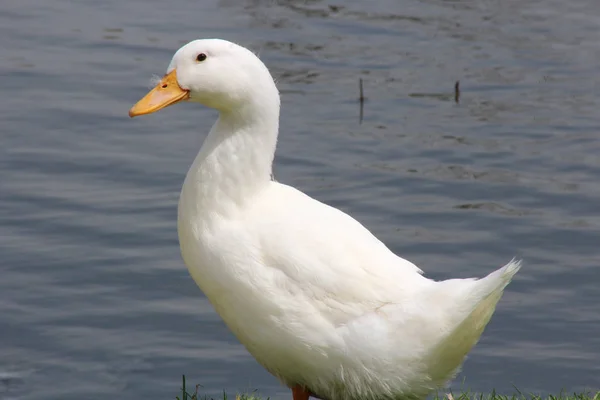 Белая утка — стоковое фото