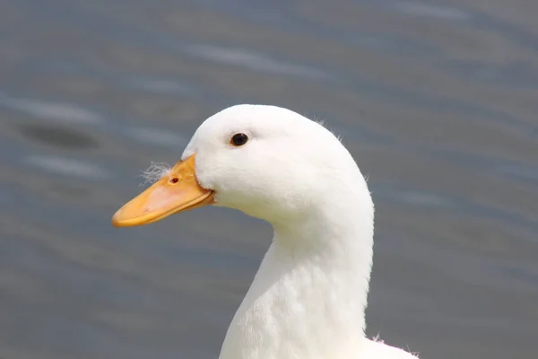 Um pato branco — Fotografia de Stock