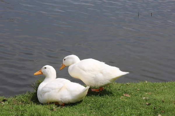 Eine weiße Ente — Stockfoto