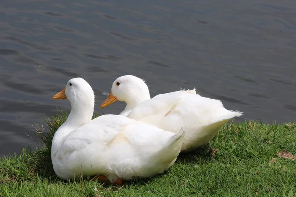 Um pato branco — Fotografia de Stock