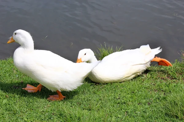 En vit anka — Stockfoto