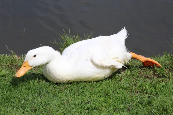 Un pato blanco — Foto de Stock