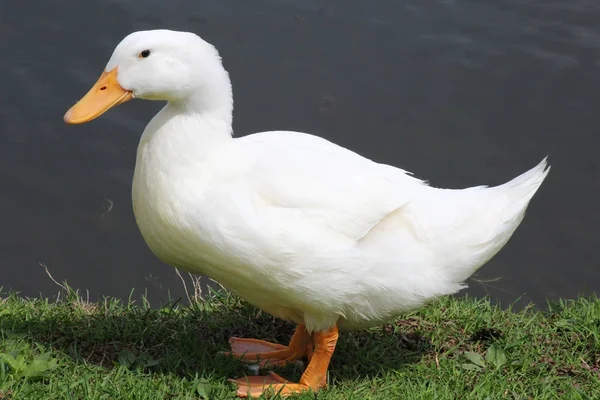 Dos patos blancos —  Fotos de Stock