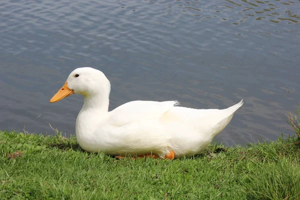 Dois pato branco — Fotografia de Stock