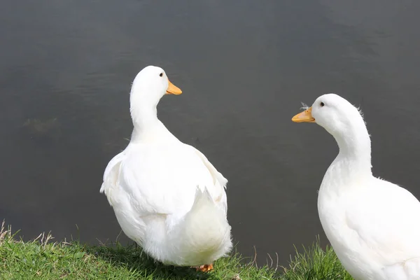 Dos patos blancos —  Fotos de Stock