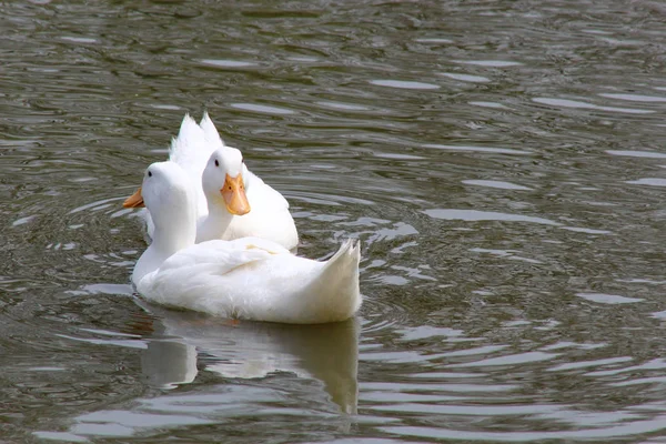 Dos patos blancos —  Fotos de Stock