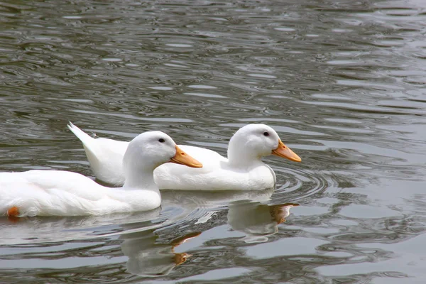 Dos patos blancos —  Fotos de Stock