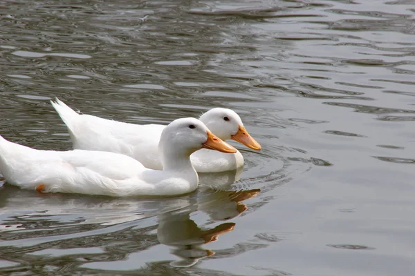 Dos patos blancos — Foto de Stock