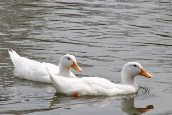 Dos patos blancos —  Fotos de Stock