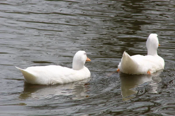 Dos patos blancos —  Fotos de Stock