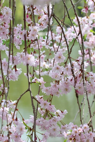 Pink cherry flowers — Stock Photo, Image