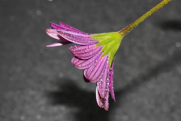 Uma flor margarida africana — Fotografia de Stock