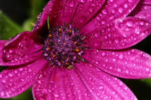 An African Daisy flower — Stock Photo, Image