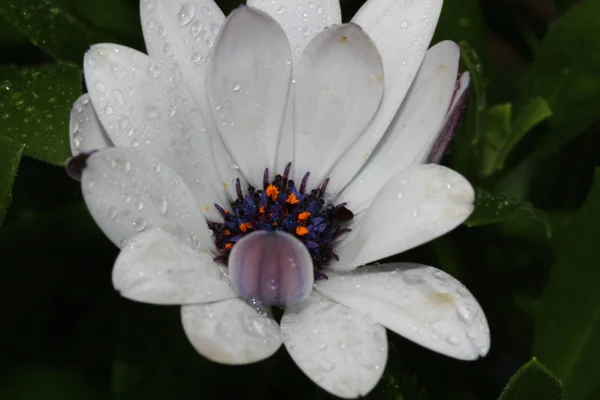 African stokrotka kwiat — Zdjęcie stockowe