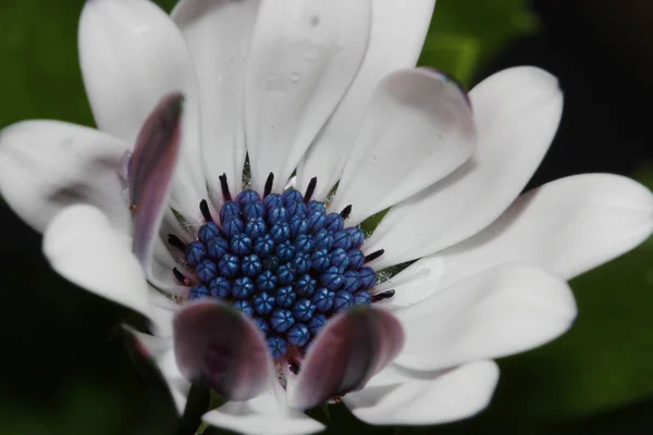 Een Afrikaanse Daisy bloem — Stockfoto