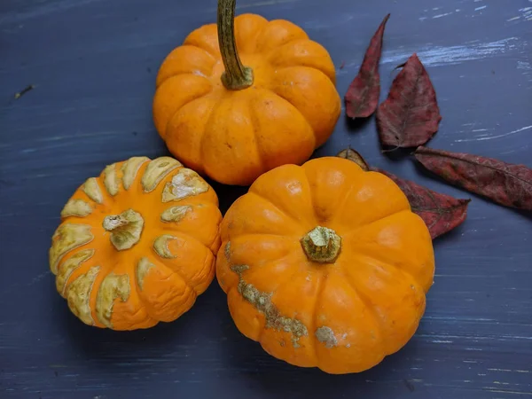 Top down view of Pumpkins still life — Stock Photo, Image