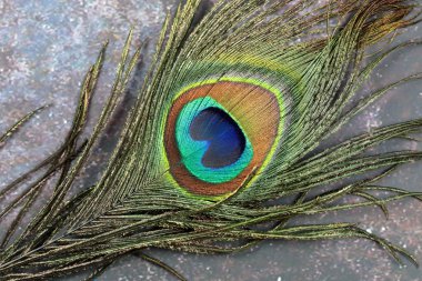 Grunge arka planında bir Tavuskuşu tüyü yakın plan.