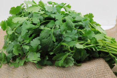 Bir demet taze yeşil Cilantro yaprağı.
