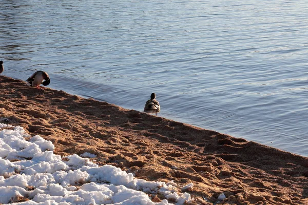 Πάπιες κοντά στις όχθες μιας λίμνης το χειμώνα. — Φωτογραφία Αρχείου