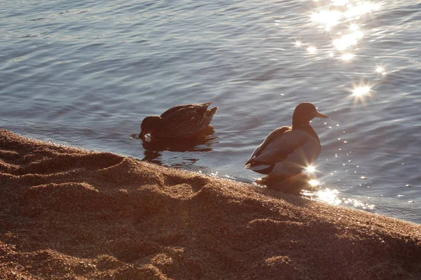 Patos cerca de las orillas de un lago en invierno . —  Fotos de Stock
