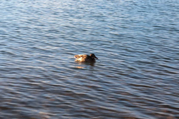Enten am Ufer eines Sees im Winter. — Stockfoto