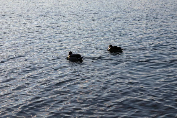 Patos cerca de las orillas de un lago en invierno . —  Fotos de Stock