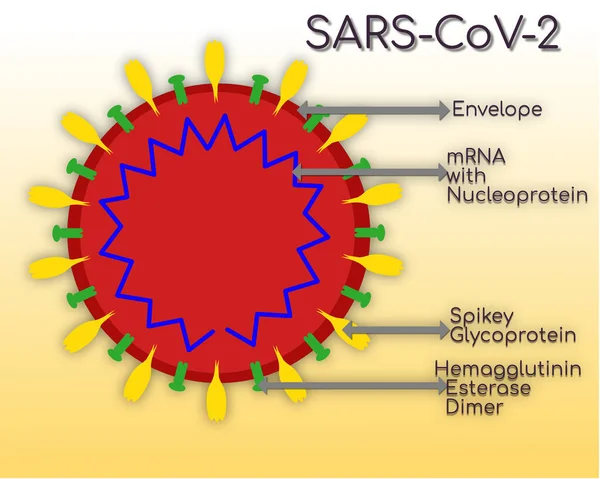 Structure Coronavirus Covid Avec Étiquettes — Photo