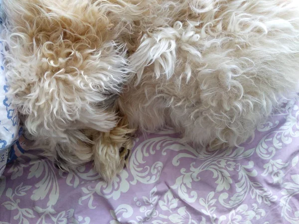 A soft coated Wheaten Terrier taking a nap.