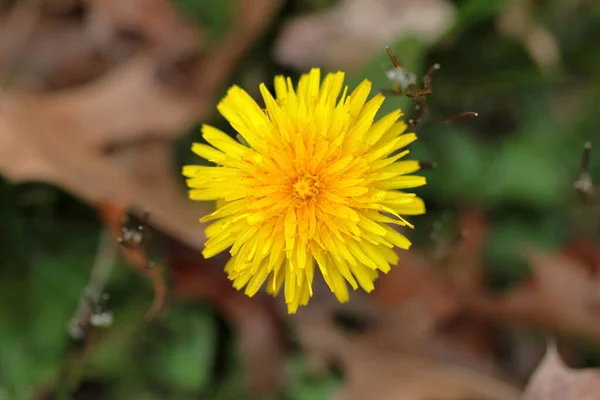 Visão Cima Para Baixo Flor Dente Leão Amarelo Temporada Primavera — Fotografia de Stock