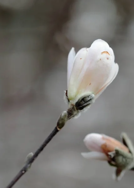 Witte Magnolia Bloemen Het Voorjaar — Stockfoto