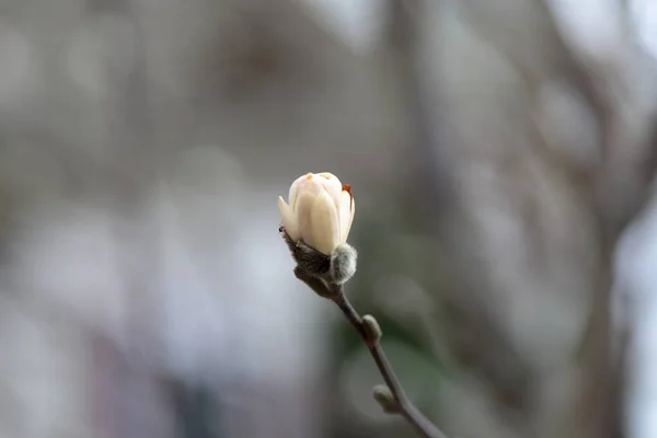 春に白いマグノリアの花 — ストック写真