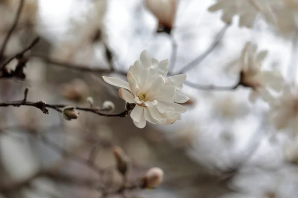 Flores Magnólia Branca Estação Primavera — Fotografia de Stock