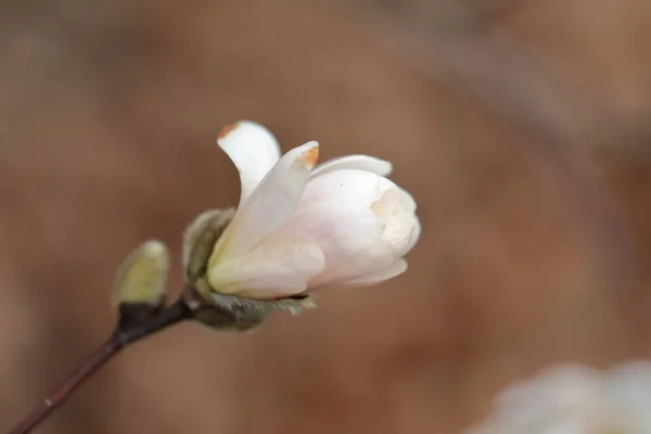 Flores Magnólia Branca Estação Primavera — Fotografia de Stock