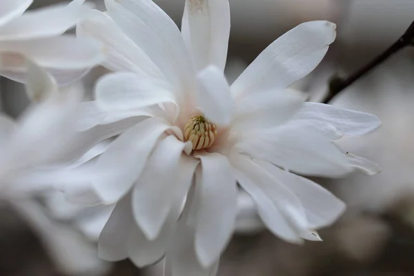 Flores Magnólia Branca Estação Primavera — Fotografia de Stock