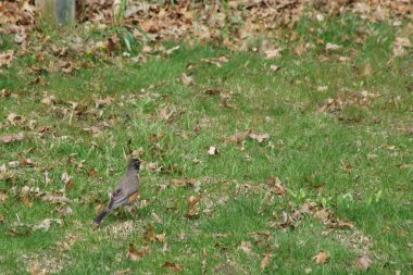 Bahar mevsiminde yiyecek arayan vahşi bir Robin.