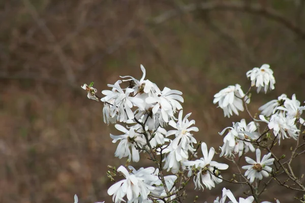 春に白いマグノリアの花 — ストック写真