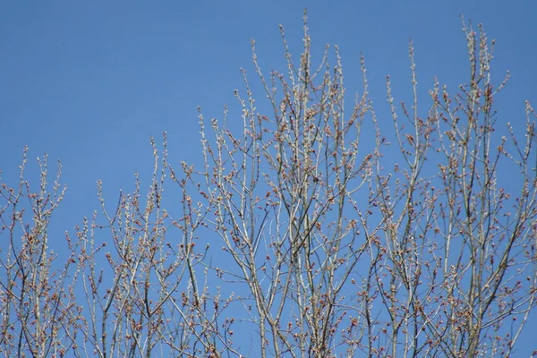 春の大きなオークの木の枝の新しい成長や芽 — ストック写真