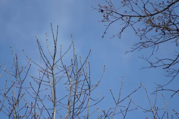 봄철에 커다란 나무의 가지에 돋아나는 — 스톡 사진