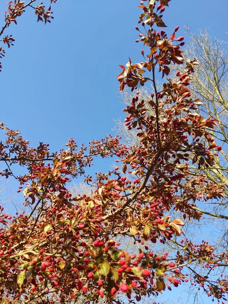 春に美しい蕾を持つクラブリンゴの木の枝 — ストック写真