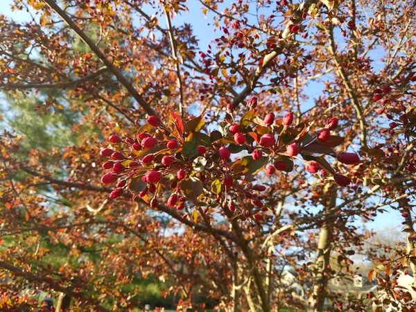 春に美しい蕾を持つクラブリンゴの木の枝 — ストック写真