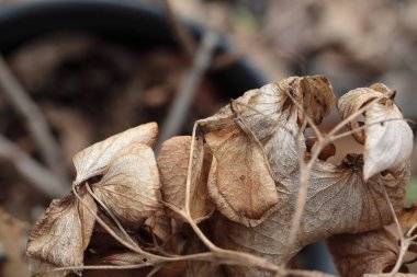 Kurumuş Ortanca çiçekleri ve yaprakları.