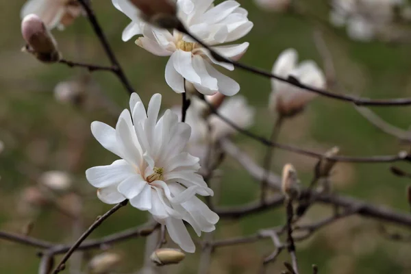 Flores Magnolia Blanca Primavera — Foto de Stock