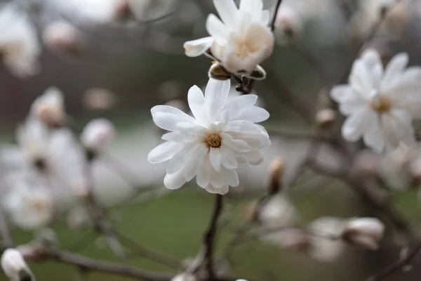 Flores Magnólia Branca Estação Primavera — Fotografia de Stock