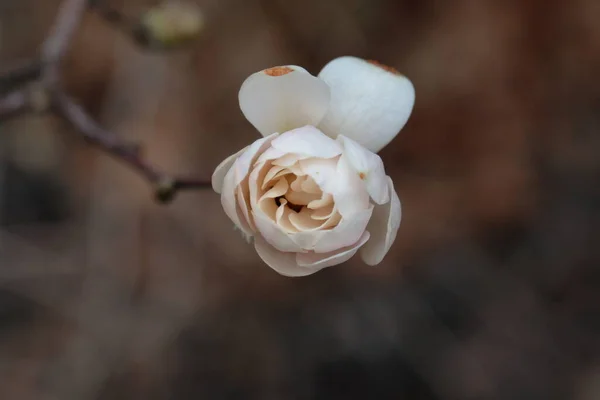 Λευκά Λουλούδια Μανόλια Την Ανοιξιάτικη Περίοδο — Φωτογραφία Αρχείου