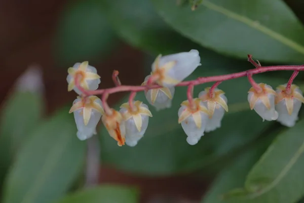Campanilla Blanca Forma Pieris Temple Bells Flores Que Florecen Temporada — Foto de Stock
