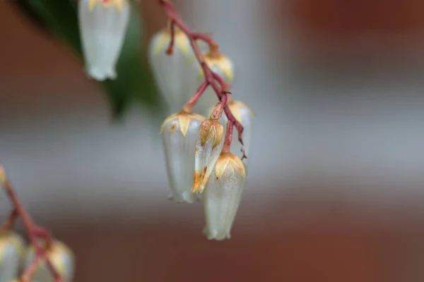 White bell shaped Pieris Temple Bells flowers blooming in Spring season.