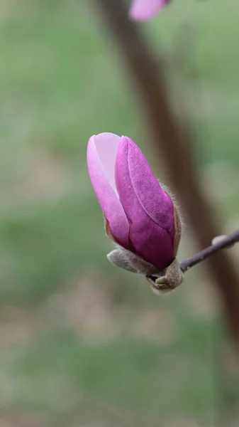 Närbild Rosa Magnolia Blommor Vårsäsongen — Stockfoto