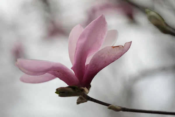 Primer Plano Flores Magnolia Rosa Temporada Primavera — Foto de Stock