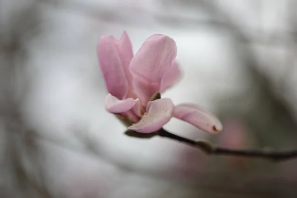 Κοντινό Πλάνο Των Λουλουδιών Pink Magnolia Την Άνοιξη — Φωτογραφία Αρχείου