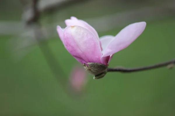 Close Van Pink Magnolia Bloemen Het Voorjaar — Stockfoto